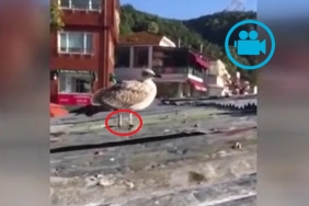 ayagi-ipe-dolanan-marti-beykoz-esnafini-seferber-e_1197-1