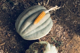 bagisikligi-guclendiren-lezzet-beykoz-bal-kabagi-_5472-1