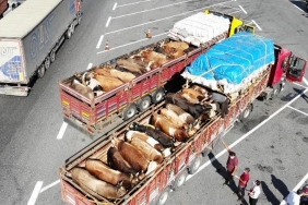 beykoz-a-getirilen-kurbanliklara-siki-denetim-_3659-1