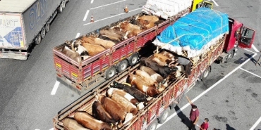 beykoz-a-getirilen-kurbanliklara-siki-denetim-_3659-1