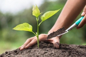 beykoz-da-11-111-fidanlik-hatira-ormani_1208-1