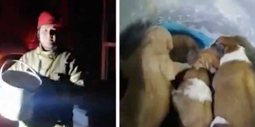 beykoz-da-cop-konteynerine-atilan-7-yavru-kopek-ku_5238-1