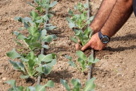 beykoz-da-dogadan-dogaya-donusum-_1383-1