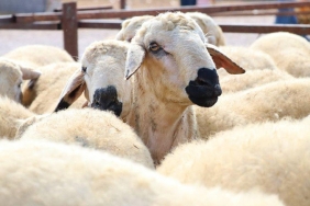 beykoz-da-huzurlu-kurban-icin-onlemler-alindi_1741-1