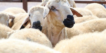 beykoz-da-huzurlu-kurban-icin-onlemler-alindi_1741-1