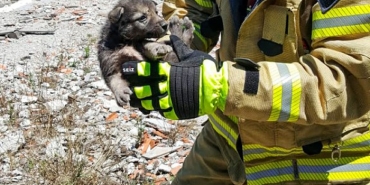 Beykoz’da kuyuya düşen yavru köpek kurtarıldı!