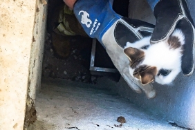 beykoz-da-mahsur-kalan-yavru-kedi-kurtarildi_8220-1