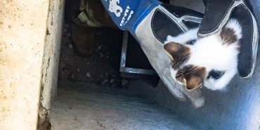 beykoz-da-mahsur-kalan-yavru-kedi-kurtarildi_8220-1