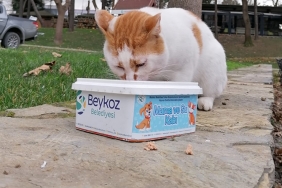 beykoz-da-sokak-hayvanlari-unutulmadi-_7531-1