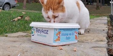 beykoz-da-sokak-hayvanlari-unutulmadi-_7531-1