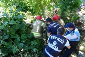 beykoz-da-yarim-asirlik-dut-agaci-binanin-uzerine-_7495-1