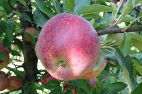 beykoz-elmasinda-da-ciftcinin-yuzu-guluyor-_9175-1