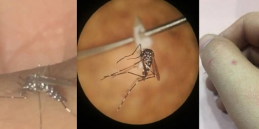 beykoz-halkini-korkutan-vampir-biyolojik-mucadele-_3404-1