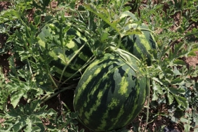 beykoz-karpuzu-ciftcisini-de-ihtiyac-sahiplerini-d_7496-1