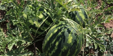 beykoz-karpuzu-ciftcisini-de-ihtiyac-sahiplerini-d_7496-1