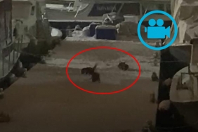 beykoz-sahilinde-esine-az-rastlanan-goruntuler-_4570-1