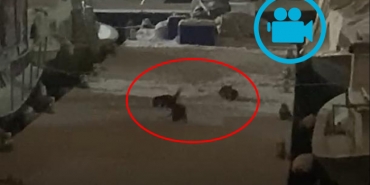 beykoz-sahilinde-esine-az-rastlanan-goruntuler-_4570-1