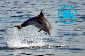 beykoz-sahilinde-yunusun-balik-avi-gorsel-solen-ol_6388-1