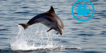 beykoz-sahilinde-yunusun-balik-avi-gorsel-solen-ol_6388-1