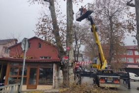 beykoz-un-anit-agaclari-bakima-alindi-_8480-1