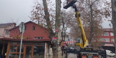 beykoz-un-anit-agaclari-bakima-alindi-_8480-1