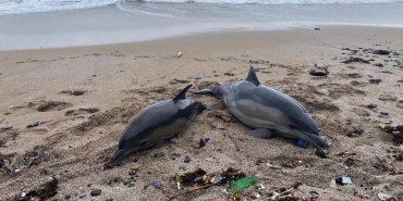 beykoz-uzucu-olay-iki-olu-yunus-karaya-vurdu_2159-1