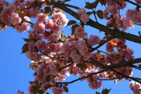 isbaharin-mujdecisi-cicekler-beykoz-u-susledi_1514-4