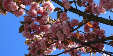 isbaharin-mujdecisi-cicekler-beykoz-u-susledi_1514-4