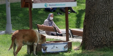 isbasibos-sokak-kopekleri-sadece-beykoz-un-sorunu-de_6230-1