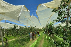 isbeykoz-a-bereket-getiren-hasatin-ilk-mahsulleri-to_5247-1