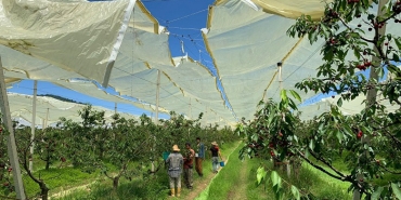 isbeykoz-a-bereket-getiren-hasatin-ilk-mahsulleri-to_5247-1