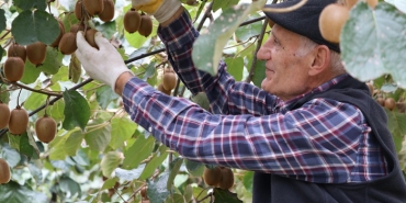 isbeykoz-da-1-ton-kivi-ihtiyac-sahibi-sofralara-ulas_2411-1