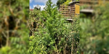 isbeykoz-da-19-kilo-kenevir-ele-gecirildi_2009-1