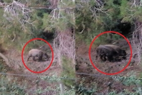 isbeykoz-da-ac-kalan-domuzlar-mahalleye-indi_2602-1