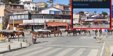 isbeykoz-da-atlar-guvende-peki-978-at-nerede-_6694-1