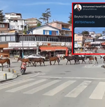 isbeykoz-da-atlar-guvende-peki-978-at-nerede-_6694-1