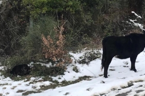 isbeykoz-da-basibos-inek-yolun-ortasinda-dogurdu_9011-4