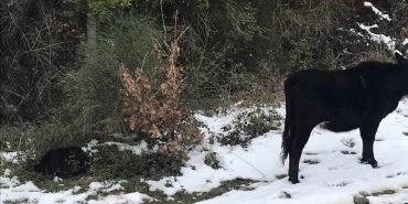 isbeykoz-da-basibos-inek-yolun-ortasinda-dogurdu_9011-4