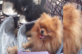 isbeykoz-da-caldiklari-kopegi-7-bin-500-tl-ye-sattil_7126-1