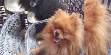 isbeykoz-da-caldiklari-kopegi-7-bin-500-tl-ye-sattil_7126-1