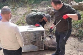 isbeykoz-da-can-cekisen-domuz-bulundu_8155-4