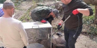 isbeykoz-da-can-cekisen-domuz-bulundu_8155-4