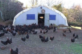 isbeykoz-da-dogayla-ic-ice-organik-tavuk-ciftligi-ku_6106-1