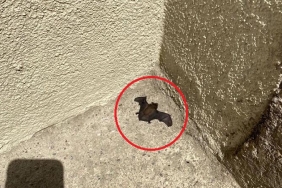 isbeykoz-da-gunduz-vakti-yarasa-panigi_9842-4