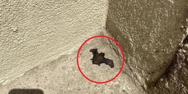 isbeykoz-da-gunduz-vakti-yarasa-panigi_9842-4