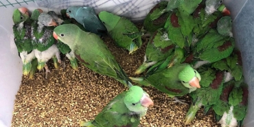 isbeykoz-da-hayvan-kacakcilarina-polis-baskini_4566-1