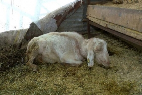 isbeykoz-da-hayvanlari-olen-ciftci-imamoglu-na-sesle_6639-1