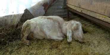 isbeykoz-da-hayvanlari-olen-ciftci-imamoglu-na-sesle_6639-1