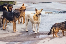 isbeykoz-da-kac-basibos-kopek-ihbari-yapildi_2038-4