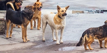 isbeykoz-da-kac-basibos-kopek-ihbari-yapildi_2038-4